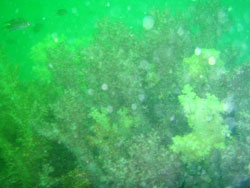 珊瑚なんだけど~