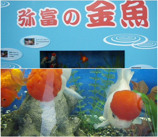 アクセスプラザにいた金魚