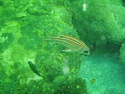 ようやくしっかり見えてきた~