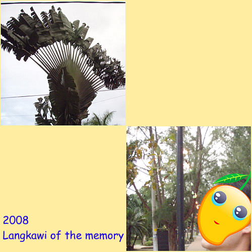 ランカウイの木～