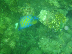 と思ったらもう浮上~