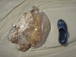 フニャフニャな物!!だそうです