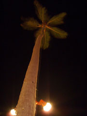 ヤシの木を見つめる