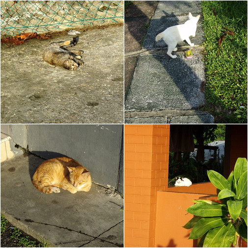 軒先で～道で～のびのび～なクチンたち