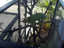 カメレオンさん