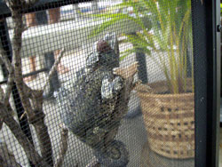 カメレオンちゃん