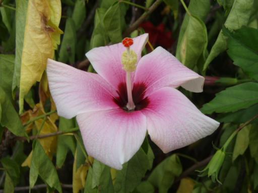 赤いのが可愛い♪