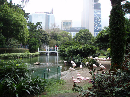 小紅鸛　LESSER FLAMING