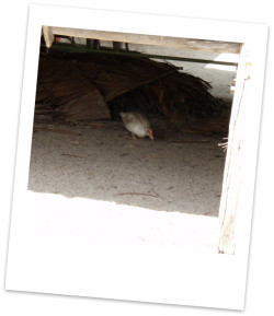 こんな子もいた～♪