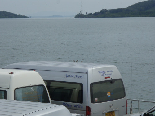 鳥たちも島に渡ります(笑