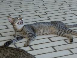 おっきいあくび～♪