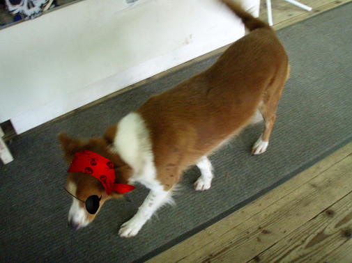 ワン♪も海賊だぞ～♪♪