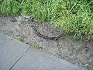 蛇と間違えた物の正体!!