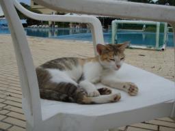 プールサイドのお嬢猫
