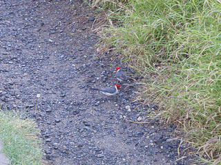 カーディナルのペア