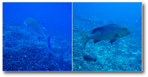 またいるよ～(.)/でも大丈夫だった　アジも♪