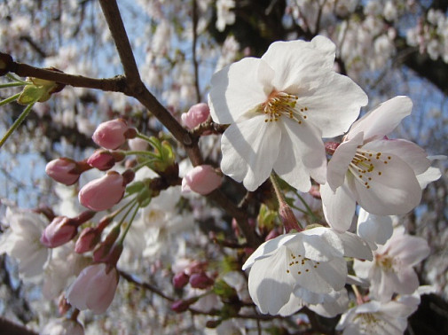 4/6のサクラ