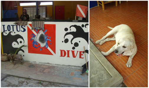 ロータスダイブ～看板犬