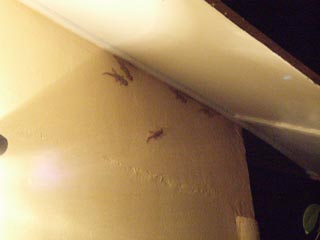 灯りの虫に大集合～!!