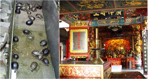 カメ様がたくさんいらっしゃいました。おがんどこ♪(^人^)