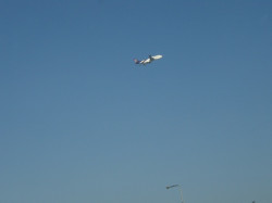 飛行機が近くなってきました