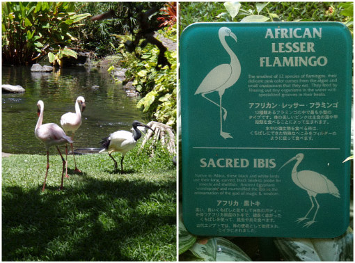 目的はヒルトンにいる生物たち～♪