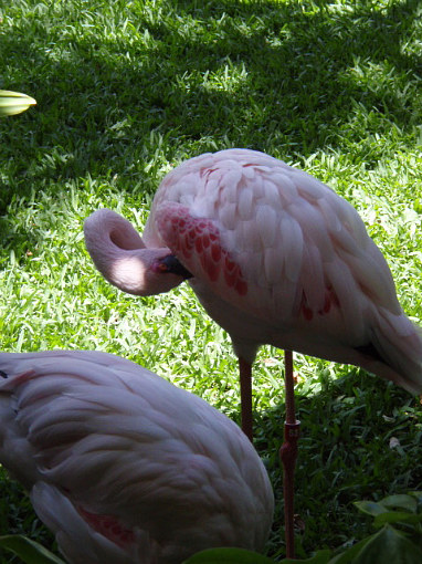 フワフワしてそう～♪