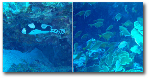 アイスクリーム1