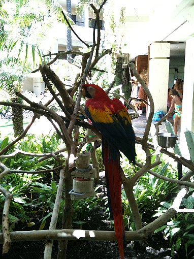 カラフルな深紅色コンゴウインコ～