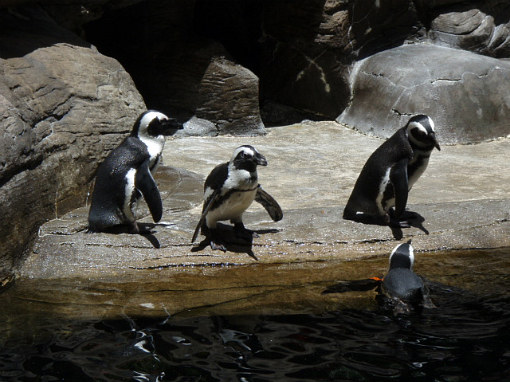 黒足ペンギンたち～