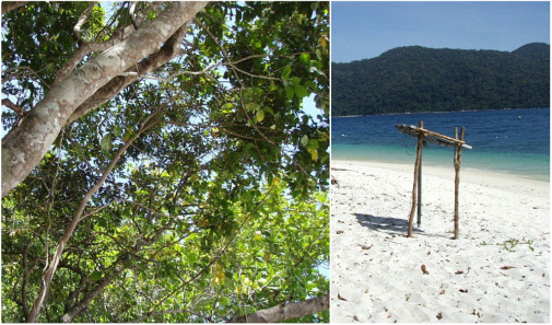 木陰で♪　向こうに見える島はKOH ADANG