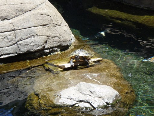 亀もいます～♪