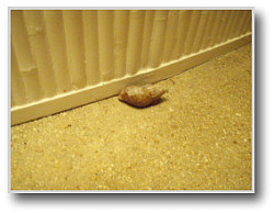 !!! ヤドカリさん