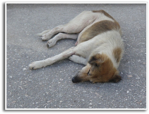 8時～朝寝坊で熟睡中のワンさん
