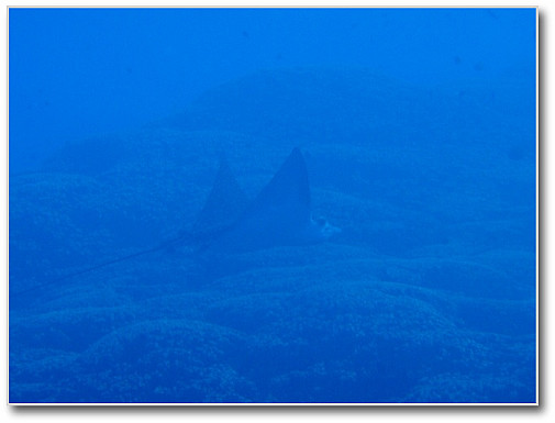 マダラトビエイ