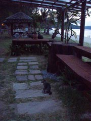 招き猫が動いた!!!