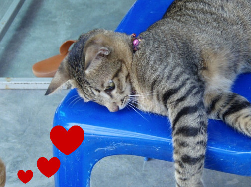 チャーにそっくりなニャンコさん♪