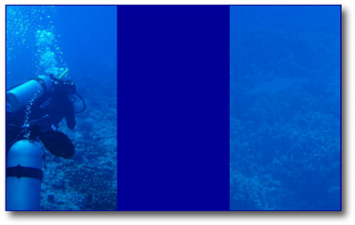 水温28.7 最大水深17m (右)ホワイトチップシャーク