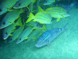 たくさんいます～