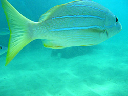 ドアップ通過～