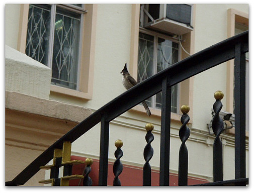 ビョン!ってなってる鳥