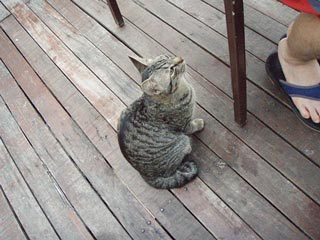 グルグル鳴らしながら見上げるの～