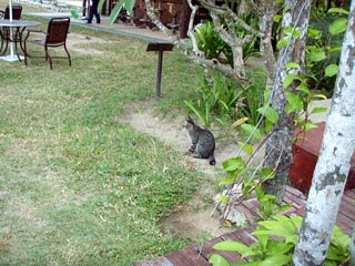 次のゲストさんまだかニャー