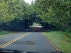 木のトンネル!!