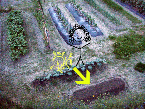 パクチーの種をまいたところ♪