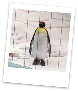 天王寺のペンギン