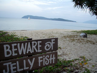 フランジパニ前のビーチ