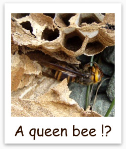 女王蜂の亡骸