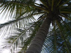 大きな日傘!!だそうです