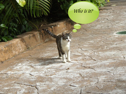 お初な人なので近づけないニャン